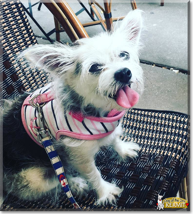 Kermit the Chihuahua, Havanese mix, the Dog of the Day