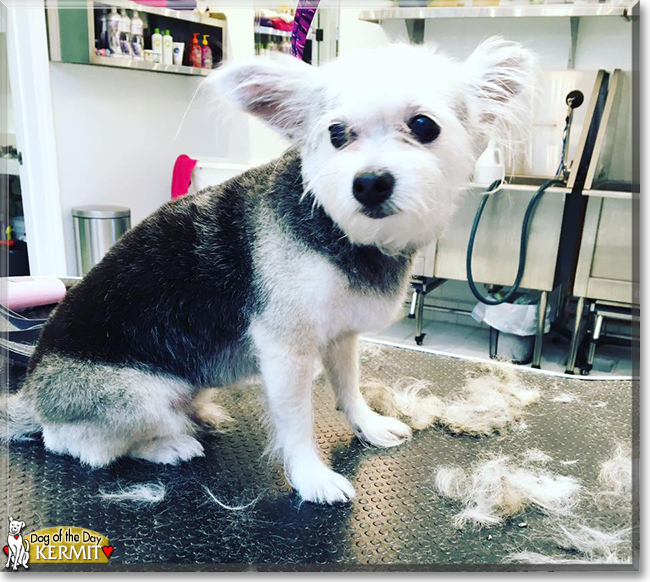 Kermit the Chihuahua, Havanese mix, the Dog of the Day