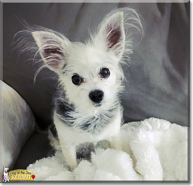 Kermit the Chihuahua, Havanese mix, the Dog of the Day