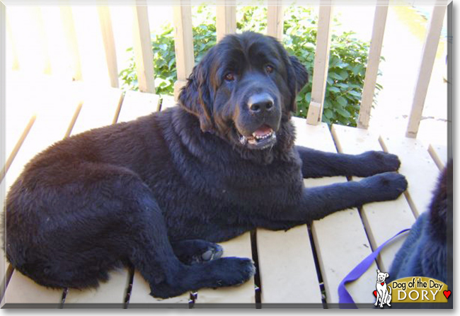 Dory the Newfoundland, the Dog of the Day