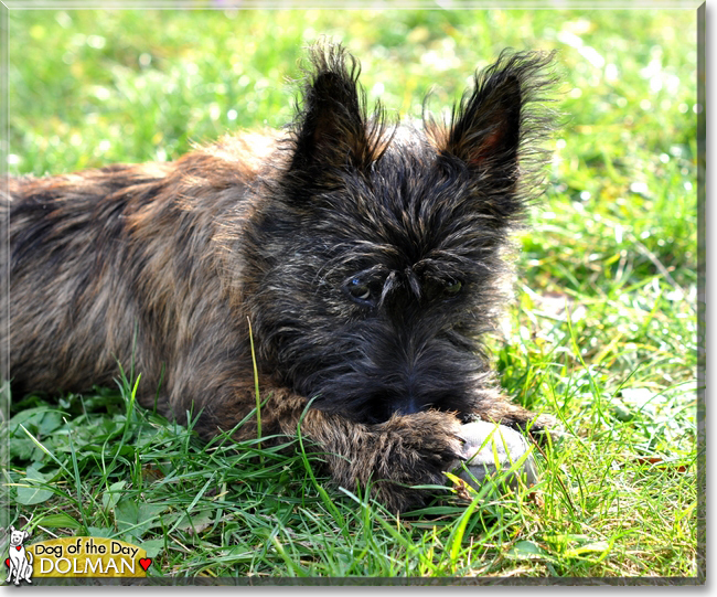 Dolman the Cairn Terrier, the Dog of the Day