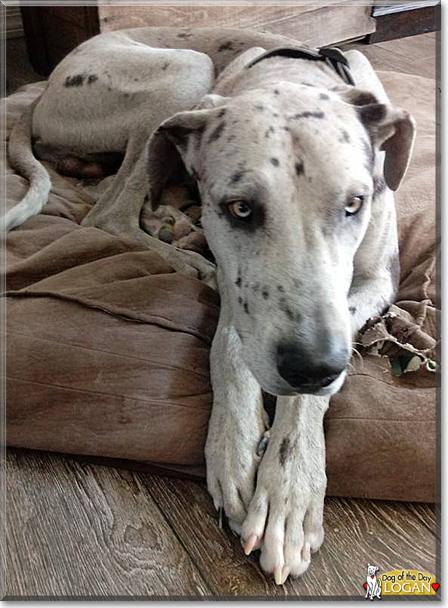 Logan the Great Dane, the Dog of the Day