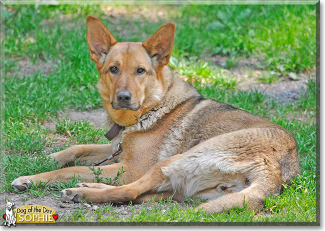 Sophie the German Shepherd Dog, the Dog of the Day