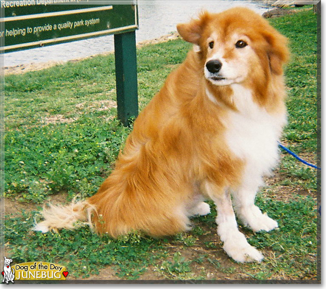 Junebug the Shetland Sheepdog, Border Collie mix, the Dog of the Day