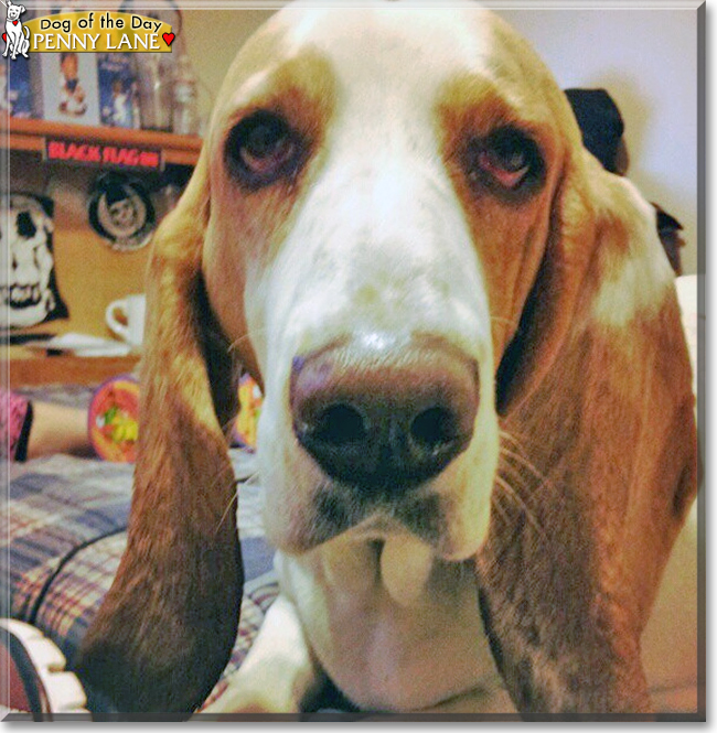 Penny Lane the Basset Hound, the Dog of the Day