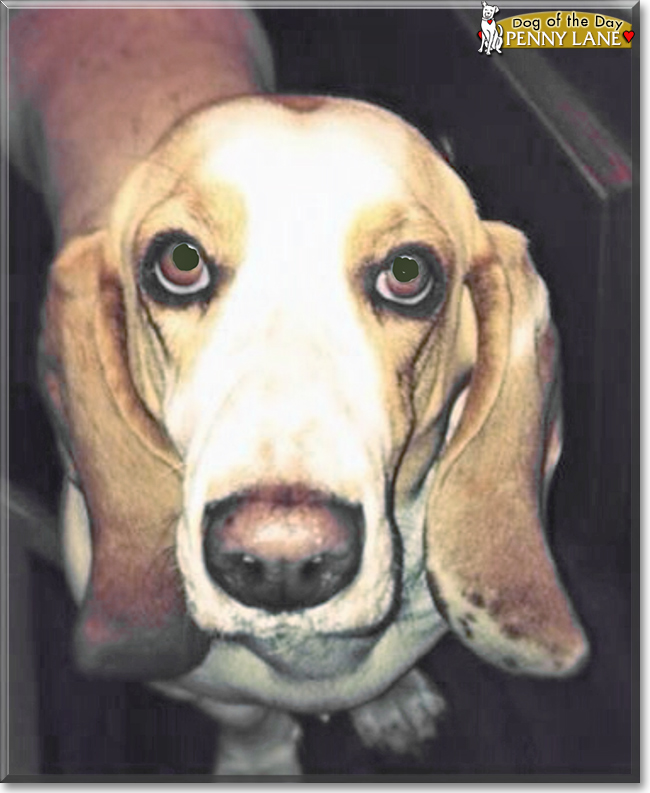 Penny Lane the Basset Hound, the Dog of the Day