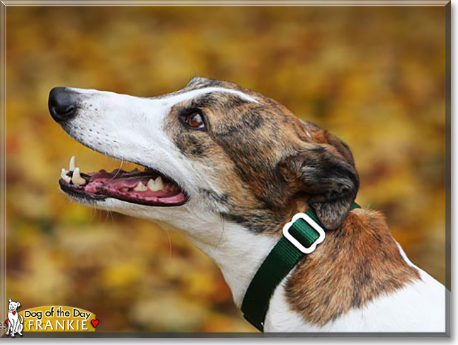 Frankie the Greyhound, the Dog of the Day