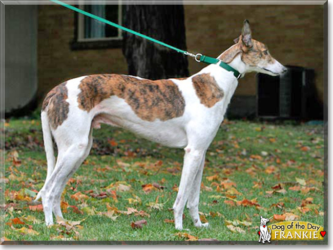 Frankie the Greyhound, the Dog of the Day