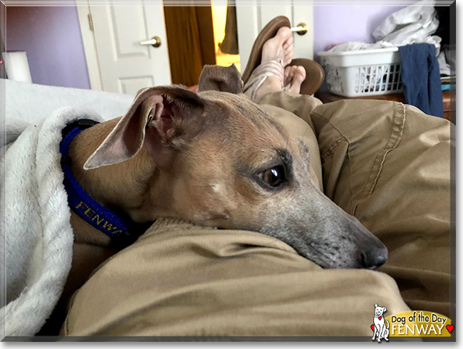 Fenway the Italian Greyhound, the Dog of the Day