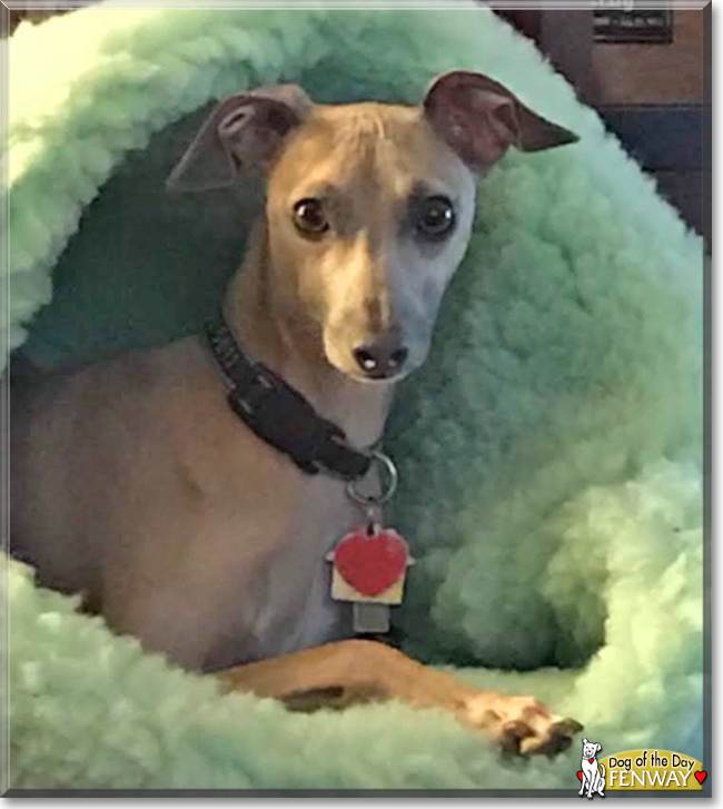 Fenway the Italian Greyhound, the Dog of the Day