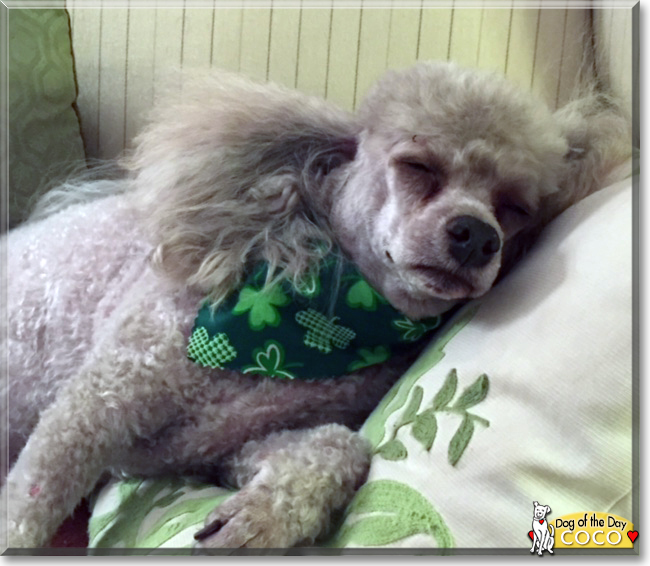 Coco the Miniature Poodle, the Dog of the Day