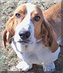 Guss the Basset Hound