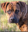 Rufus the Boerboel