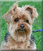 Zeus the Yorkshire Terrier