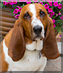 Tucker the Basset Hound