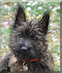 Dolman the Cairn Terrier