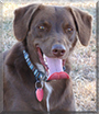 Hoyt Emma the Labrador Retriever/Heeler mix