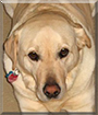 Dylan the Labrador Retriever