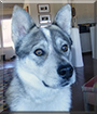 Wolfie the Husky, Cattle dog mix