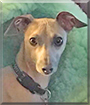 Fenway the Italian Greyhound