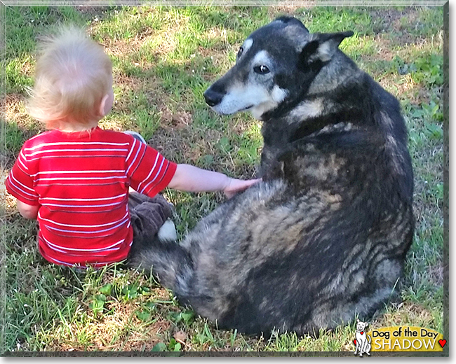 Shadow the Siberian Husky, German Shepherd mix, the Dog of the Day