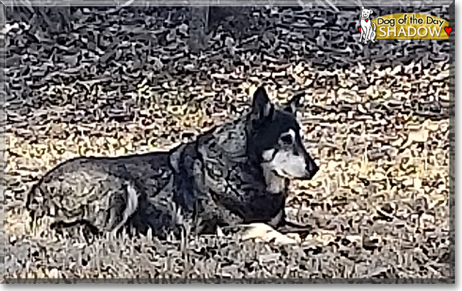 Shadow the Siberian Husky, German Shepherd mix, the Dog of the Day