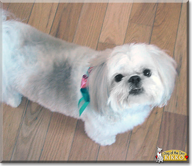 Kikko the Shih Tzu, the Dog of the Day