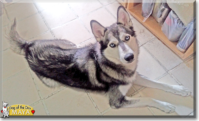 Maya the Siberian Husky, the Dog of the Day