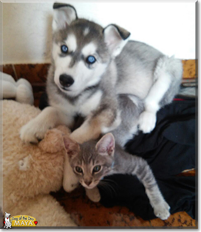 Maya the Siberian Husky, the Dog of the Day