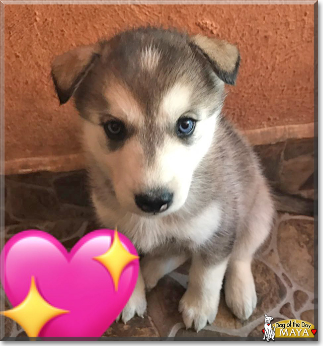 Maya the Siberian Husky, the Dog of the Day