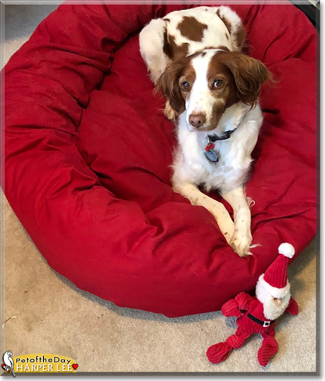 Harper Lee the Brittany Spaniel, the Dog of the Day