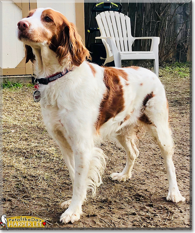 Harper Lee the Brittany Spaniel, the Dog of the Day