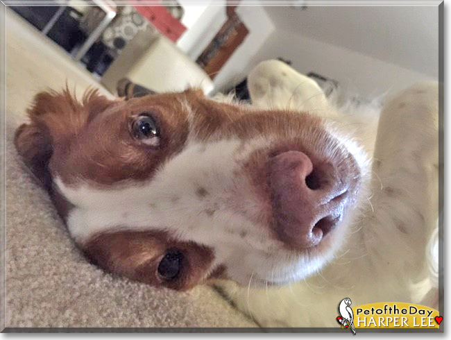 Harper Lee the Brittany Spaniel, the Dog of the Day