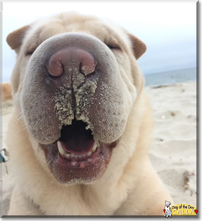 Calla the Shar Pei, the Dog of the Day