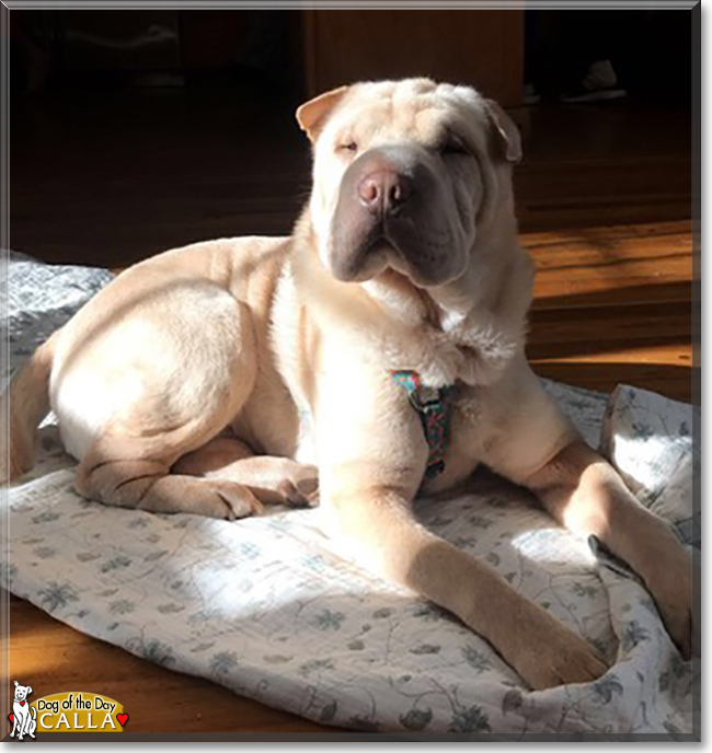 Calla the Shar Pei, the Dog of the Day