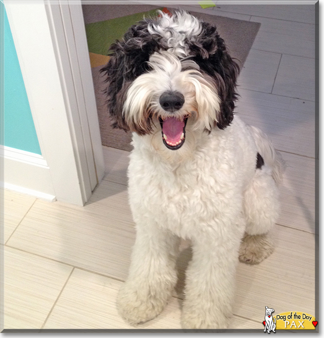 Pax the Australian Labradoodle, the Dog of the Day