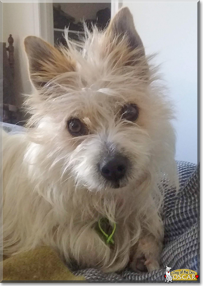 Oscar the Terrier mix, the Dog of the Day