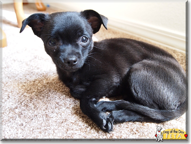 Feta the Chihuahua, the Dog of the Day