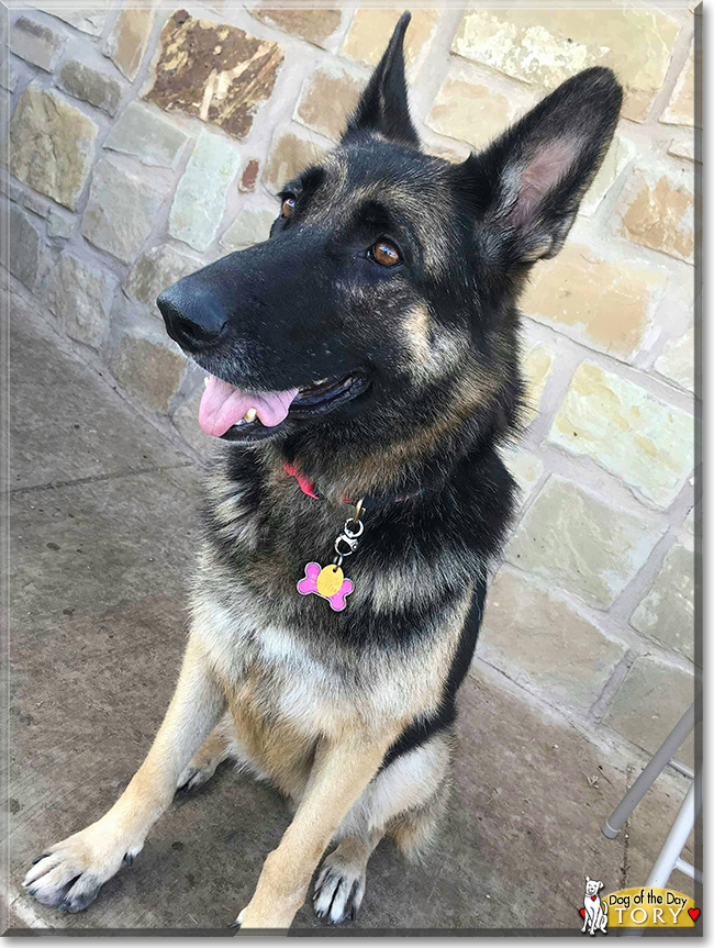 Tory the German Shepherd Dog, the Dog of the Day