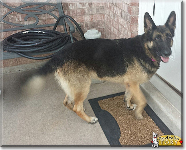 Tory the German Shepherd Dog, the Dog of the Day