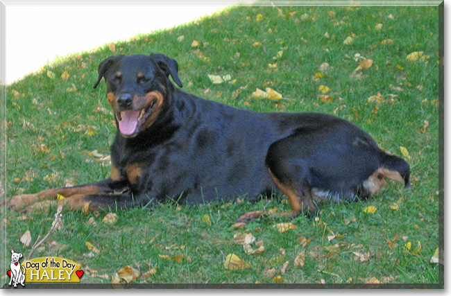 Haley the Rottweiler, the Dog of the Day