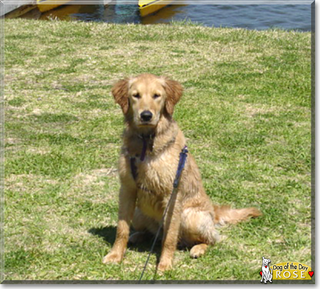 Rose the Golden Retriever, the Dog of the Day