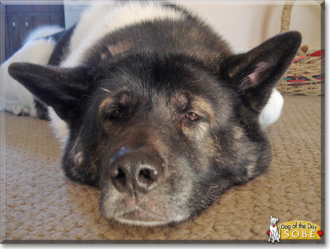 Sobe the Akita Inu, the Dog of the Day