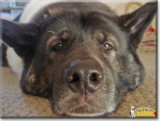 Sobe the Akita Inu, the Dog of the Day