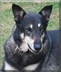 Shadow the Siberian Husky, German Shepherd mix