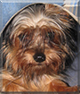 Romeo the Yorkshire Terrier