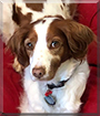 Harper Lee the Brittany Spaniel