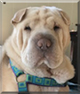 Calla the Shar Pei