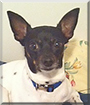 Lilly the Chihuahua/Rat Terrier mix