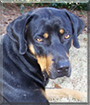 Max the Black and Tan Coonhound